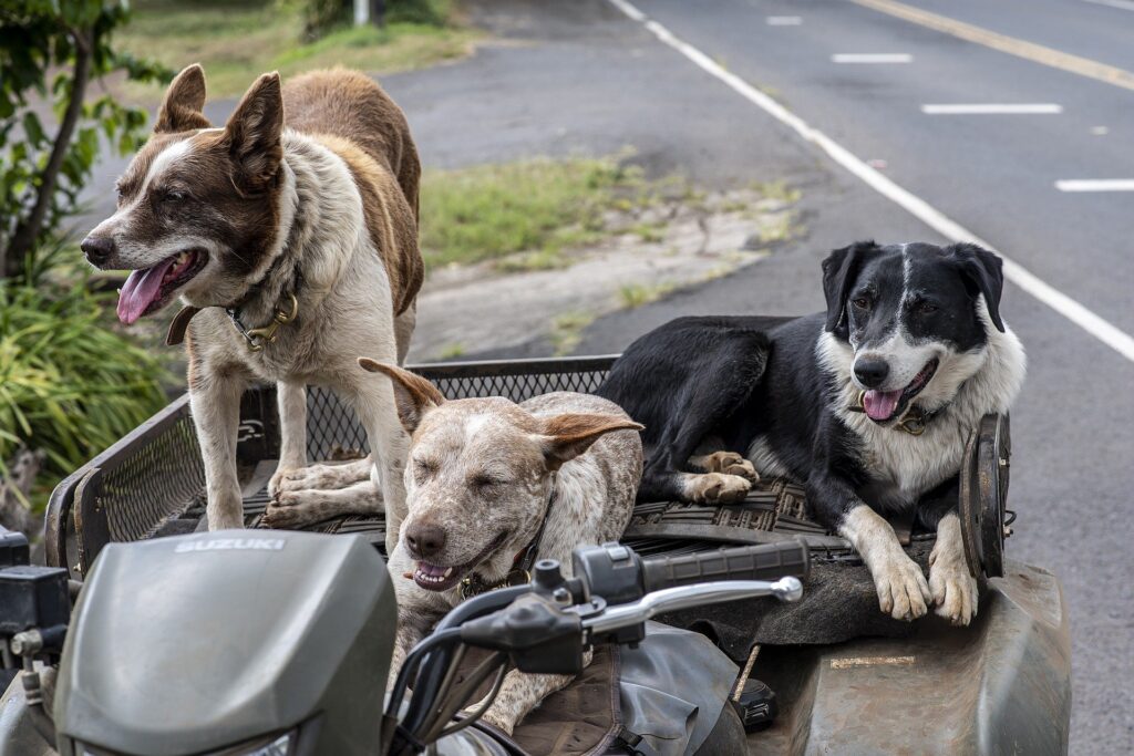 Hunde auf einem Motorrad